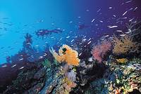 012840 Diving – Great Barrier Reef