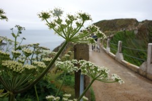 blog-sark-little-sark