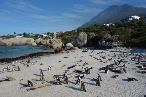 Kapstadt Boulders Beach