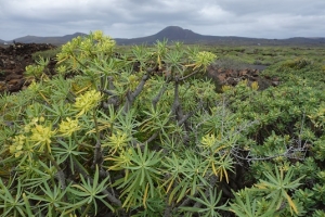  Monte Corona