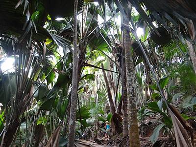 Seychellen Vallée de Mai