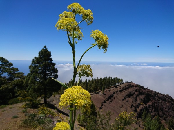 Spanien Gran Canaria Copyright vlife.blog VLife Blog – Blick von Gran Canaria auf die Nachbarinsel Teneriffa.