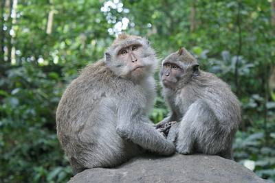 bali-affe Tierische Bewohner des Affenwaldes in Ubud