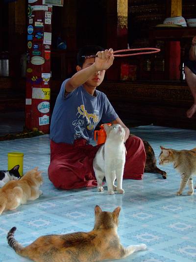 burma tempelkatzen