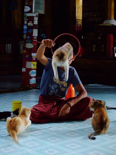 burma tempelkatzen2