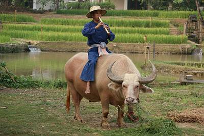 thailand flötenspieler