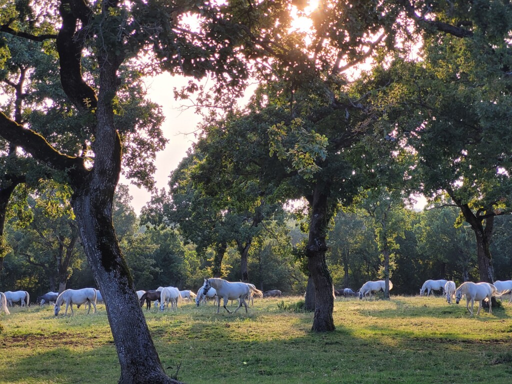 © VLife Blog – vlife.blog Abendstimmung auf dem Gestüt in Lipica mit Lipizzaner Stuten und ihren Fohlen.
