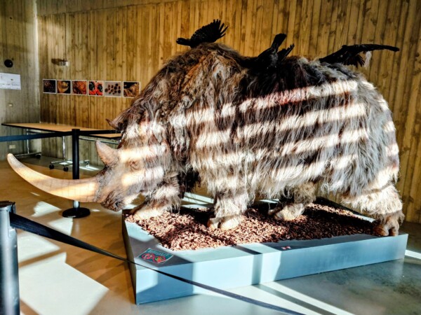 © VLife Blog vlife.blog Belgien Nashorn aus der Eiszeit in der Doggerland-Ausstellung.