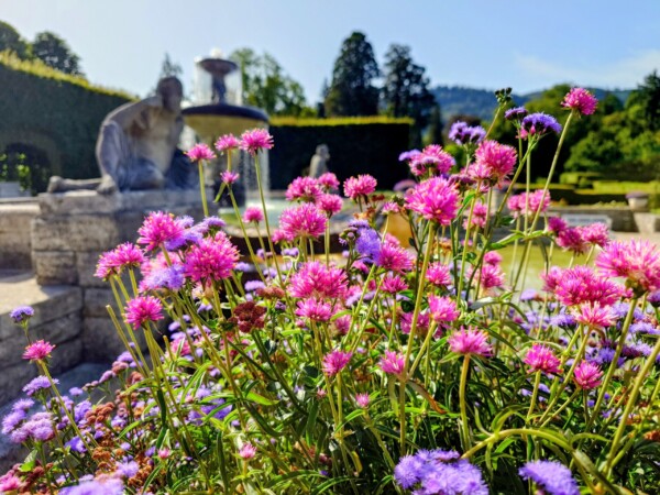© VLife Blog vlife.blog Blütenpracht in der sehenswerten Gönnmeranlage in Baden-Baden.