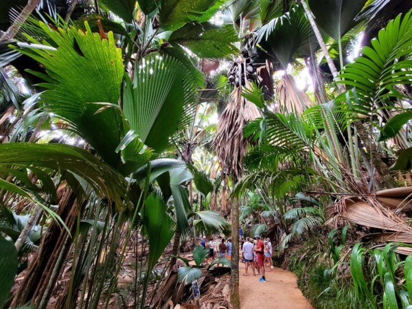 © VLife Blog vlife.blog – Der Wald im Naturschutzpark Vallée de Mai stammt aus der Urzeit.