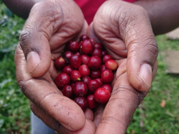 © VLife Blog vlife.blog – Die Arabica-Kaffeekirschen werden in den Blue Mountains von Hand gelesen.