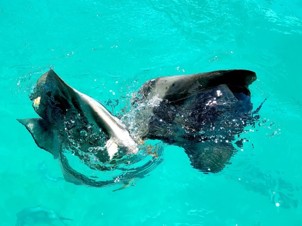 © VLife Blog vlife.blog – Fledermausfische begrüssen die Schnorchler in der Bucht Baie Ternay.