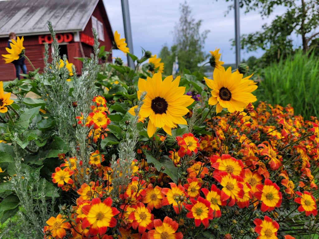 © VLife Blog vlife.blog Blütenpracht im sommerlichen Lappland bei Rovaniemi.
