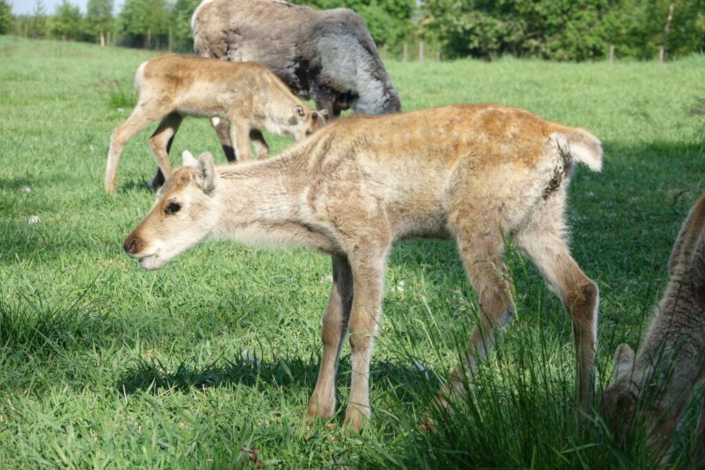 © VLife Blog vlife.blog Rentier Kalb in der Kujala Rentierfarm in Kuusamo.